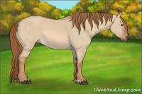 Horse Color:Red Dun Rabicano 
