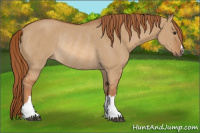 Horse Color:Red Dun Rabicano 