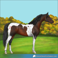 Horse Color:Brown Tobiano 