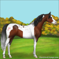 Horse Color:Brown Splash Tobiano 