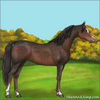 Horse Color:Liver Chestnut Sabino