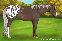 Horse Color:Silver Black Appaloosa