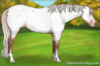 Horse Color:Silver Brown Dun Sabino Appaloosa 