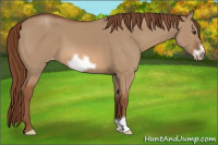 Horse Color:Red Dun Frame Appaloosa 