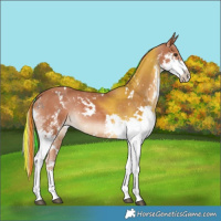 Horse Color:Painted White Spotted Chestnut Splash 