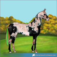 Horse Color:Painted Red Roan Splash Tobiano 
