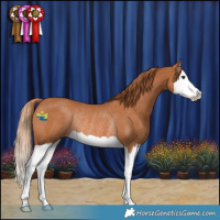 Horse Color:Chestnut Splash Rabicano 