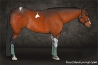 Horse Color:Bay Sabino Tobiano Rabicano 