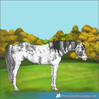 Horse Color:Black Sabino 