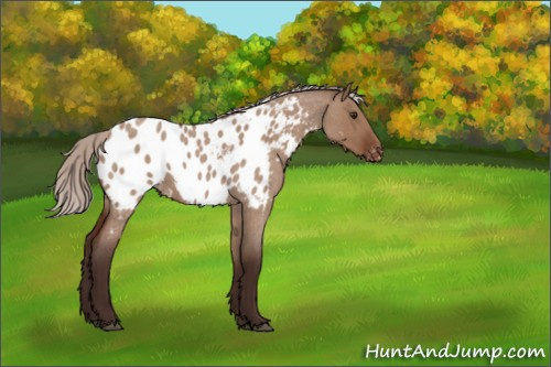 Horse Color:Silver Brown Roan Dun Appaloosa 