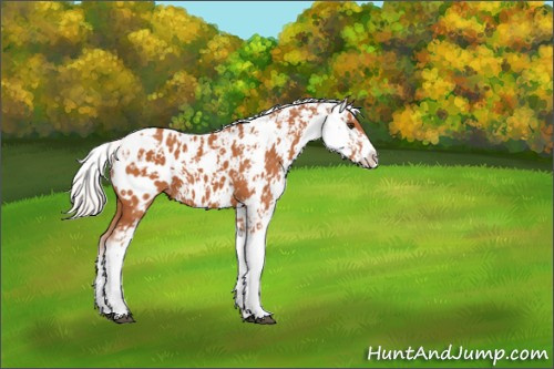 Horse Color:Silver Bay Sabino Appaloosa 
