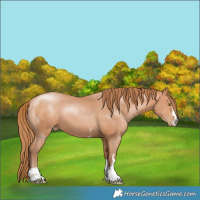Horse Color:Bay Pearl