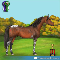 Horse Color:Bay Tobiano 