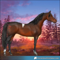 Horse Color:Brown Tobiano 