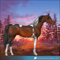 Horse Color:Bay Tobiano