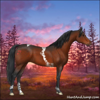 Horse Color:Brown Tobiano 