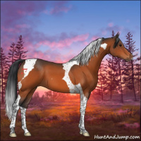 Horse Color:Bay Tobiano 