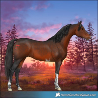 Horse Color:Brown Tobiano