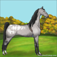 Horse Color:Platinum Brown Dun Appaloosa 