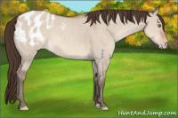 Horse Color:Sable Champagne Dun Appaloosa