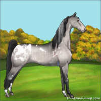 Horse Color:Platinum White Spotted Brown Dun Appaloosa 