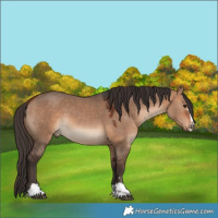 Horse Color:Bay Dun 