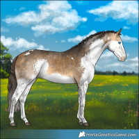 Horse Color:White Spotted Buckskin Splash 