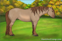 Horse Color:Red Dun Rabicano 
