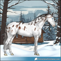 Horse Color:White Spotted Brown Splash Tobiano Appaloosa 
