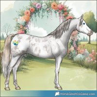 Horse Color:Red Ice Roan Splash Frame Appaloosa 