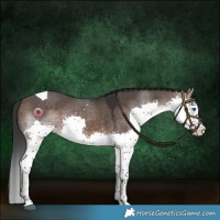Horse Color:Brown Dun Splash Tobiano 