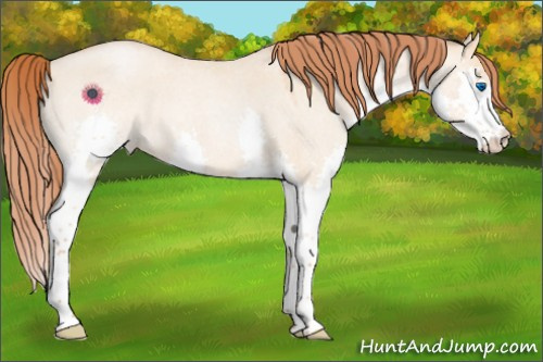 Horse Color:Buckskin Roan Pearl Dun Splash 