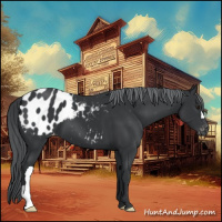 Horse Color:Black Chinchilla Appaloosa 