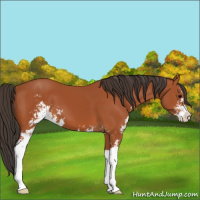 Horse Color:Bay Sabino 