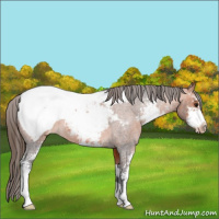 Horse Color:Bay Roan Sabino Appaloosa 