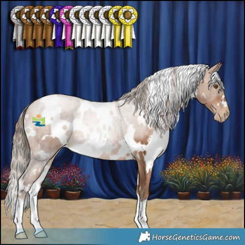 Horse Color:White Spotted Brown Pearl 