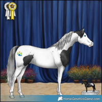 Horse Color:Black Splash Tobiano 