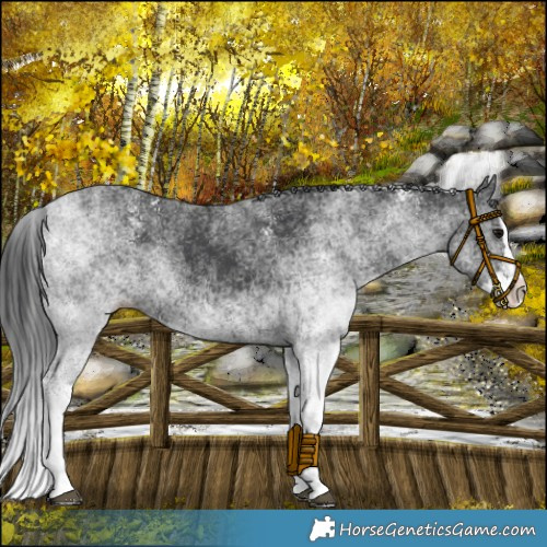 Horse Color:White Spotted Black Splash 