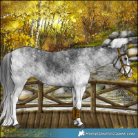 Horse Color:White Spotted Black Splash 