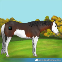 Horse Color:Brown Splash
