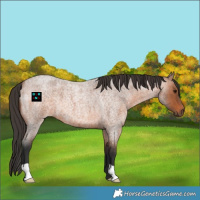 Horse Color:Bay Roan 