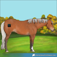 Horse Color:Silver Bay 