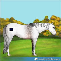 Horse Color:Gray Bay 