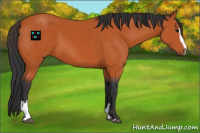 Horse Color:Bay Sabino 