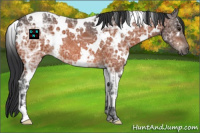 Horse Color:White Spotted Bay Ice