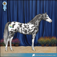 Horse Color:Black Splash Appaloosa 