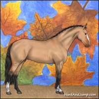Horse Color:Bay Dun Sabino 