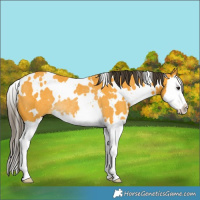 Horse Color:White Spotted Buckskin Splash Rabicano 