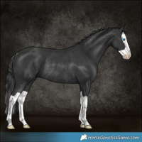 Horse Color:Black Splash Rabicano 