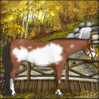 Horse Color:Bay Frame 